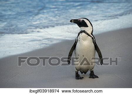 "African Penguin (Spheniscus demersus) on the sandy beach, Boulders Beach, Simon's Town, Western Cape, South Africa, Africa" View Large Photo Image Picture - "African Penguin (Spheniscus demersus) on the sandy beach, Boulders Beach, Simon's Town, Western Cape, South Africa, Africa". Fotosearch