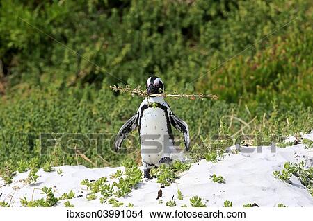 "African Penguin (Spheniscus demersus), adult, running, Boulders Beach, Simon's Town, Western Cape, South Africa, Africa" View Large Photo Image Picture - "African Penguin (Spheniscus demersus), adult, running, Boulders Beach, Simon's Town, Western Cape, South Africa, Africa". Fotosearch