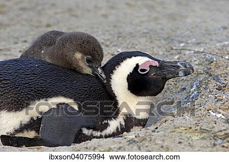 "African Penguin (Spheniscus demersus), adult with young in the nest, Boulders Beach, Simon's Town, Western Cape, South Africa, Africa" View Large Photo Image Picture - "African Penguin (Spheniscus demersus), adult with young in the nest, Boulders Beach, Simon's Town, Western Cape, South Africa, Africa". Fotosearch