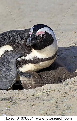 Picture - "African Penguin (Spheniscus demersus), adult with young in the nest, Boulders Beach, Simon's Town, Western Cape, South Africa, Africa". Fotosearch