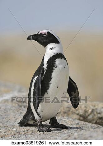 "African Penguin (Spheniscus demersus), standing, Boulders Beach, Western Cape, South Africa, Africa" View Large Photo Image Stock Image - "African Penguin (Spheniscus demersus), standing, Boulders Beach, Western Cape, South Africa, Africa". Fotosearch