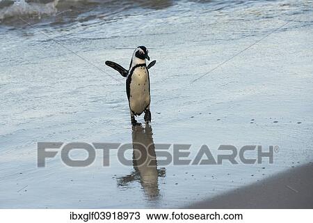 "African Penguin (Spheniscus demersus), Boulders Beach, Simon's Town, Western Cape, South Africa, Africa" View Large Photo Image Stock Image - "African Penguin (Spheniscus demersus), Boulders Beach, Simon's Town, Western Cape, South Africa, Africa". Fotosearch