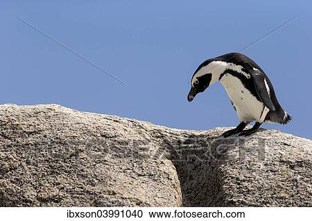 "African Penguin (Spheniscus demersus), adult on rock, Boulders Beach, Simon's Town, Western Cape, South Africa, Africa" View Large Photo Image Stock Image - "African Penguin (Spheniscus demersus), adult on rock, Boulders Beach, Simon's Town, Western Cape, South Africa, Africa". Fotosearch