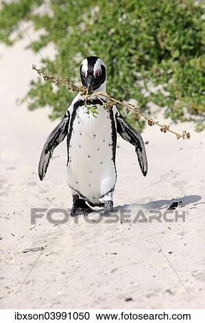 "African Penguin (Spheniscus demersus), adult, running on the beach, Boulders Beach, Simon's Town, Western Cape, South Africa, Africa" View Large Photo Image Stock Image - "African Penguin (Spheniscus demersus), adult, running on the beach, Boulders Beach, Simon's Town, Western Cape, South Africa, Africa". Fotosearch