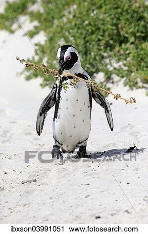 "African Penguin (Spheniscus demersus), adult, running on the beach, Boulders Beach, Simon's Town, Western Cape, South Africa, Africa" View Large Photo Image Stock Image - "African Penguin (Spheniscus demersus), adult, running on the beach, Boulders Beach, Simon's Town, Western Cape, South Africa, Africa". Fotosearch