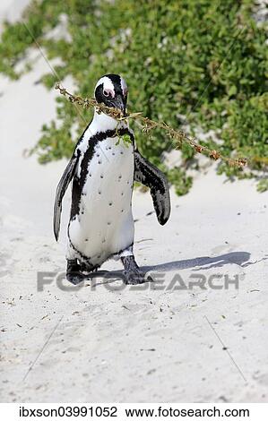 "African Penguin (Spheniscus demersus), adult, running on the beach, Boulders Beach, Simon's Town, Western Cape, South Africa, Africa" View Large Photo Image Stock Image - "African Penguin (Spheniscus demersus), adult, running on the beach, Boulders Beach, Simon's Town, Western Cape, South Africa, Africa". Fotosearch
