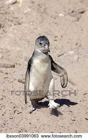 "African Penguin (Spheniscus demersus), young bird, Betty's Bay, Western Cape, South Africa, Africa" View Large Photo Image Stock Image - "African Penguin (Spheniscus demersus), young bird, Betty's Bay, Western Cape, South Africa, Africa". Fotosearch