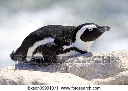 Stock Image - "African Penguin (Spheniscus demersus), adult resting on rock, Betty's Bay, Western Cape, South Africa, Africa". Fotosearch