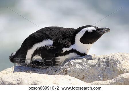 "African Penguin (Spheniscus demersus), adult resting on rock, Betty's Bay, Western Cape, South Africa, Africa" View Large Photo Image Stock Image - "African Penguin (Spheniscus demersus), adult resting on rock, Betty's Bay, Western Cape, South Africa, Africa". Fotosearch