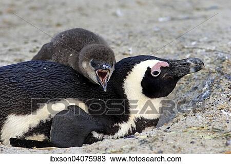 "African Penguin (Spheniscus demersus), adult with young in the nest, Boulders Beach, Simon's Town, Western Cape, South Africa, Africa" View Large Photo Image Stock Image - "African Penguin (Spheniscus demersus), adult with young in the nest, Boulders Beach, Simon's Town, Western Cape, South Africa, Africa". Fotosearch