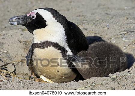 "African Penguin (Spheniscus demersus), adult with young in the nest, Boulders Beach, Simon's Town, Western Cape, South Africa, Africa" View Large Photo Image Stock Image - "African Penguin (Spheniscus demersus), adult with young in the nest, Boulders Beach, Simon's Town, Western Cape, South Africa, Africa". Fotosearch