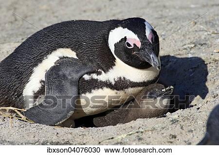 "African Penguin (Spheniscus demersus), adult with young in the nest, Boulders Beach, Simon's Town, Western Cape, South Africa, Africa" View Large Photo Image Stock Image - "African Penguin (Spheniscus demersus), adult with young in the nest, Boulders Beach, Simon's Town, Western Cape, South Africa, Africa". Fotosearch