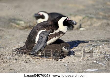 "African Penguin (Spheniscus demersus), adult with young in the nest, Boulders Beach, Simon's Town, Western Cape, South Africa, Africa" View Large Photo Image Stock Image - "African Penguin (Spheniscus demersus), adult with young in the nest, Boulders Beach, Simon's Town, Western Cape, South Africa, Africa". Fotosearch