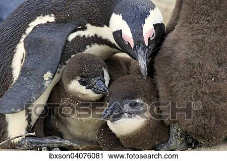 "African Penguin (Spheniscus demersus), young, Boulders Beach, Simon's Town, Western Cape, South Africa, Africa" View Large Photo Image Stock Image - "African Penguin (Spheniscus demersus), young, Boulders Beach, Simon's Town, Western Cape, South Africa, Africa". Fotosearch