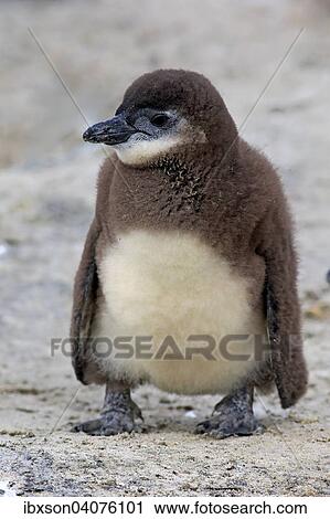 "African Penguin (Spheniscus demersus), young, Boulders Beach, Simon's Town, Western Cape, South Africa, Africa" View Large Photo Image Stock Image - "African Penguin (Spheniscus demersus), young, Boulders Beach, Simon's Town, Western Cape, South Africa, Africa". Fotosearch