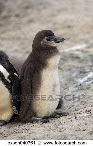"African Penguin (Spheniscus demersus), young, Boulders Beach, Simon's Town, Western Cape, South Africa, Africa" View Large Photo Image Stock Image - "African Penguin (Spheniscus demersus), young, Boulders Beach, Simon's Town, Western Cape, South Africa, Africa". Fotosearch