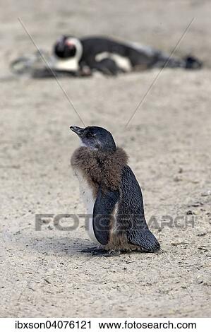 Stock Image - "African Penguin (Spheniscus demersus), young moulting, Boulders Beach, Simon's Town, Western Cape, South Africa, Africa". Fotosearch