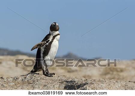 "African Penguin (Spheniscus demersus), standing, Boulders Beach, Western Cape, South Africa, Africa" View Large Photo Image Stock Photo - "African Penguin (Spheniscus demersus), standing, Boulders Beach, Western Cape, South Africa, Africa". Fotosearch