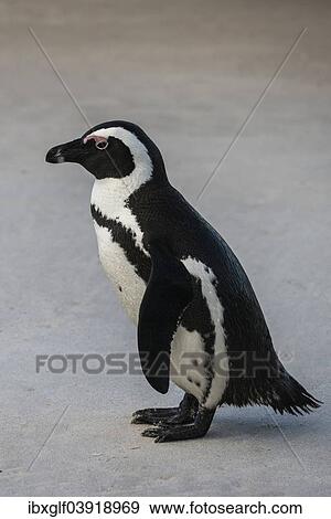 Stock Photo - "African Penguin (Spheniscus demersus) on the sandy beach, Boulders Beach, Simon's Town, Western Cape, South Africa, Africa". Fotosearch