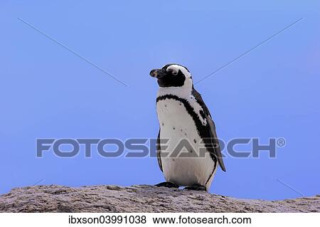 "African Penguin (Spheniscus demersus), adult on rock, Boulders Beach, Simon's Town, Western Cape, South Africa, Africa" View Large Photo Image Stock Photo - "African Penguin (Spheniscus demersus), adult on rock, Boulders Beach, Simon's Town, Western Cape, South Africa, Africa". Fotosearch