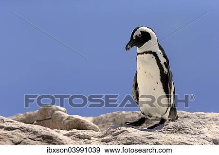 "African Penguin (Spheniscus demersus), adult on rock, Boulders Beach, Simon's Town, Western Cape, South Africa, Africa" View Large Photo Image Stock Photo - "African Penguin (Spheniscus demersus), adult on rock, Boulders Beach, Simon's Town, Western Cape, South Africa, Africa". Fotosearch