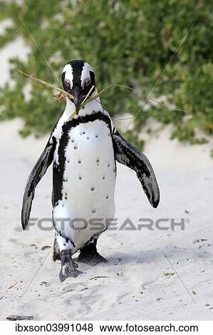 Stock Photo - "African Penguin (Spheniscus demersus), adult, running on the beach, Boulders Beach, Simon's Town, Western Cape, South Africa, Africa". Fotosearch