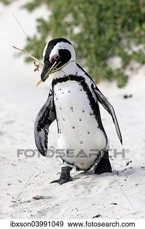 "African Penguin (Spheniscus demersus), adult, running on the beach, Boulders Beach, Simon's Town, Western Cape, South Africa, Africa" View Large Photo Image Stock Photo - "African Penguin (Spheniscus demersus), adult, running on the beach, Boulders Beach, Simon's Town, Western Cape, South Africa, Africa". Fotosearch