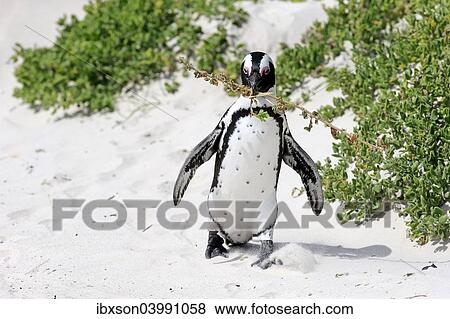 "African Penguin (Spheniscus demersus), adult, running on the beach, Boulders Beach, Simon's Town, Western Cape, South Africa, Africa" View Large Photo Image Stock Photo - "African Penguin (Spheniscus demersus), adult, running on the beach, Boulders Beach, Simon's Town, Western Cape, South Africa, Africa". Fotosearch