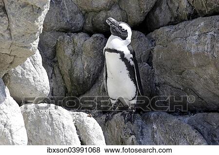 "African Penguin (Spheniscus demersus), adult, rock, Betty's Bay, Western Cape, South Africa, Africa" View Large Photo Image Stock Photo - "African Penguin (Spheniscus demersus), adult, rock, Betty's Bay, Western Cape, South Africa, Africa". Fotosearch