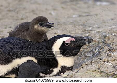 "African Penguin (Spheniscus demersus), adult with young in the nest, Boulders Beach, Simon's Town, Western Cape, South Africa, Africa" View Large Photo Image Stock Photo - "African Penguin (Spheniscus demersus), adult with young in the nest, Boulders Beach, Simon's Town, Western Cape, South Africa, Africa". Fotosearch