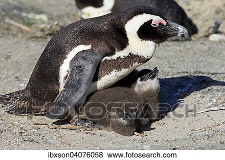 "African Penguin (Spheniscus demersus), adult with young in the nest, Boulders Beach, Simon's Town, Western Cape, South Africa, Africa" View Large Photo Image Stock Photo - "African Penguin (Spheniscus demersus), adult with young in the nest, Boulders Beach, Simon's Town, Western Cape, South Africa, Africa". Fotosearch