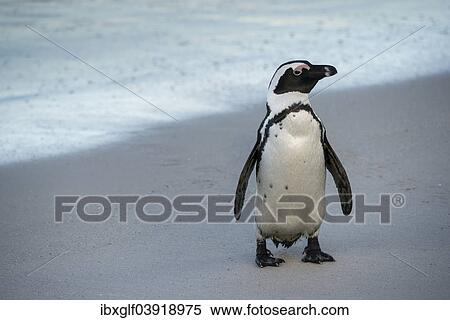 "African Penguin (Spheniscus demersus) on the sandy beach, Boulders Beach, Simon's Town, Western Cape, South Africa, Africa" View Large Photo Image Stock Photography - "African Penguin (Spheniscus demersus) on the sandy beach, Boulders Beach, Simon's Town, Western Cape, South Africa, Africa". Fotosearch