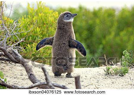"African Penguin (Spheniscus demersus), young spreading wings, Boulders Beach, Simon's Town, Western Cape, South Africa, Africa" View Large Photo Image Stock Photography - "African Penguin (Spheniscus demersus), young spreading wings, Boulders Beach, Simon's Town, Western Cape, South Africa, Africa". Fotosearch