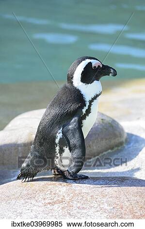 "African Penguin (Spheniscus demersus), captive, Germany, Europe" View Large Photo Image Stock Photography - "African Penguin (Spheniscus demersus), captive, Germany, Europe". Fotosearch