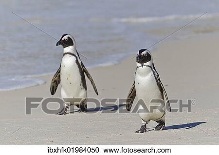 Stock Image - "African penguins or Black-footed penguins (Spheniscus demersus) at the Boulders Colony, Cape Town, South Africa, Africa". Fotosearch