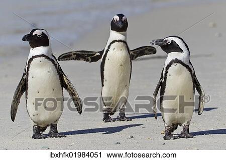 Stock Image - "African penguins or Black-footed penguins (Spheniscus demersus) at the Boulders Colony, Cape Town, South Africa, Africa". Fotosearch