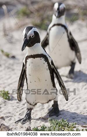 Stock Photo - "African penguins or Black-footed penguins (Spheniscus demersus) at the Boulders Colony, Cape Town, South Africa, Africa". Fotosearch