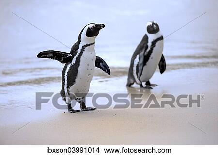 "African Penguins or Jackass Penguins (Spheniscus demersus), pair on the beach, Boulders Beach, Simon's Town, Western Cape, South Africa, Africa" View Large Photo Image Picture - "African Penguins or Jackass Penguins (Spheniscus demersus), pair on the beach, Boulders Beach, Simon's Town, Western Cape, South Africa, Africa". Fotosearch
