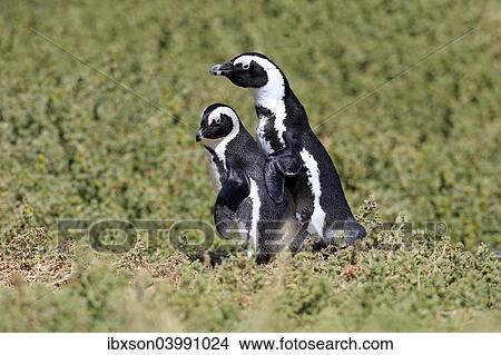 "African Penguins or Jackass Penguins (Spheniscus demersus), pair, Boulders Beach, Simon's Town, Western Cape, South Africa, Africa" View Large Photo Image Picture - "African Penguins or Jackass Penguins (Spheniscus demersus), pair, Boulders Beach, Simon's Town, Western Cape, South Africa, Africa". Fotosearch