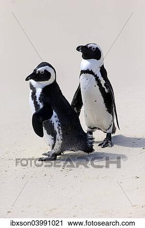 "African Penguins or Jackass Penguins (Spheniscus demersus), pair on the beach, Boulders Beach, Simon's Town, Western Cape, South Africa, Africa" View Large Photo Image Stock Image - "African Penguins or Jackass Penguins (Spheniscus demersus), pair on the beach, Boulders Beach, Simon's Town, Western Cape, South Africa, Africa". Fotosearch
