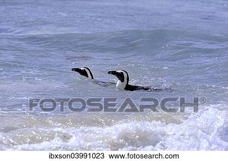 "African Penguins or Jackass Penguins (Spheniscus demersus), pair in the water, Boulders Beach, Simon's Town, Western Cape, South Africa, Africa" View Large Photo Image Stock Image - "African Penguins or Jackass Penguins (Spheniscus demersus), pair in the water, Boulders Beach, Simon's Town, Western Cape, South Africa, Africa". Fotosearch