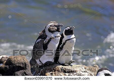 "African Penguins or Jackass Penguins (Spheniscus demersus), pair on rocks, Betty's Bay, Western Cape, South Africa, Africa" View Large Photo Image Stock Image - "African Penguins or Jackass Penguins (Spheniscus demersus), pair on rocks, Betty's Bay, Western Cape, South Africa, Africa". Fotosearch
