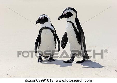 "African Penguins or Jackass Penguins (Spheniscus demersus), pair on the beach, Boulders Beach, Simon's Town, Western Cape, South Africa, Africa" View Large Photo Image Stock Photo - "African Penguins or Jackass Penguins (Spheniscus demersus), pair on the beach, Boulders Beach, Simon's Town, Western Cape, South Africa, Africa". Fotosearch