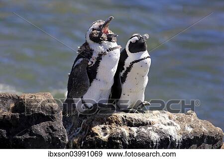 "African Penguins or Jackass Penguins (Spheniscus demersus), pair on rocks, yawning, Betty's Bay, Western Cape, South Africa, Africa" View Large Photo Image Stock Photo - "African Penguins or Jackass Penguins (Spheniscus demersus), pair on rocks, yawning, Betty's Bay, Western Cape, South Africa, Africa". Fotosearch
