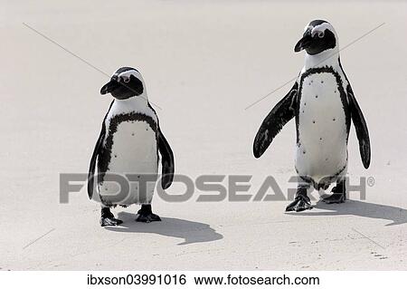 "African Penguins or Jackass Penguins (Spheniscus demersus), pair on the beach, Boulders Beach, Simon's Town, Western Cape, South Africa, Africa" View Large Photo Image Stock Photograph - "African Penguins or Jackass Penguins (Spheniscus demersus), pair on the beach, Boulders Beach, Simon's Town, Western Cape, South Africa, Africa". Fotosearch