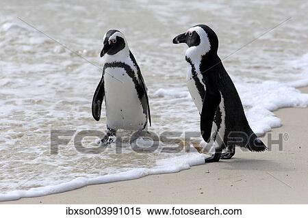"African Penguins or Jackass Penguins (Spheniscus demersus), pair on the beach, Boulders Beach, Simon's Town, Western Cape, South Africa, Africa" View Large Photo Image Stock Photography - "African Penguins or Jackass Penguins (Spheniscus demersus), pair on the beach, Boulders Beach, Simon's Town, Western Cape, South Africa, Africa". Fotosearch