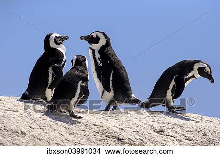 "African Penguins (Spheniscus demersus) on rocks, Boulders Beach, Simon's Town, Western Cape, South Africa, Africa" View Large Photo Image Picture - "African Penguins (Spheniscus demersus) on rocks, Boulders Beach, Simon's Town, Western Cape, South Africa, Africa". Fotosearch
