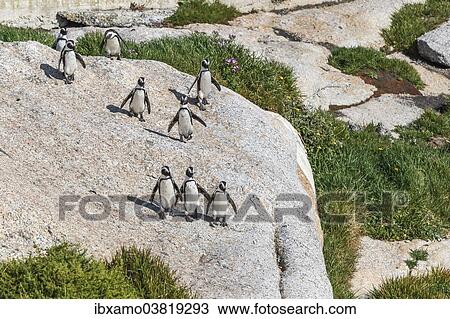 "African Penguins (Spheniscus demersus) walking down a big boulder, Boulders Beach, Western Cape, South Africa, Africa" View Large Photo Image Stock Image - "African Penguins (Spheniscus demersus) walking down a big boulder, Boulders Beach, Western Cape, South Africa, Africa". Fotosearch