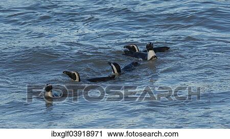 "African Penguins (Spheniscus demersus) swimming in the ocean, Boulders Beach, Simon's Town, Western Cape, South Africa, Africa" View Large Photo Image Stock Image - "African Penguins (Spheniscus demersus) swimming in the ocean, Boulders Beach, Simon's Town, Western Cape, South Africa, Africa". Fotosearch