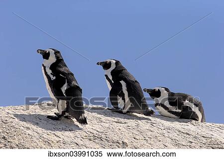 "African Penguins (Spheniscus demersus) on rocks, Boulders Beach, Simon's Town, Western Cape, South Africa, Africa" View Large Photo Image Stock Photography - "African Penguins (Spheniscus demersus) on rocks, Boulders Beach, Simon's Town, Western Cape, South Africa, Africa". Fotosearch